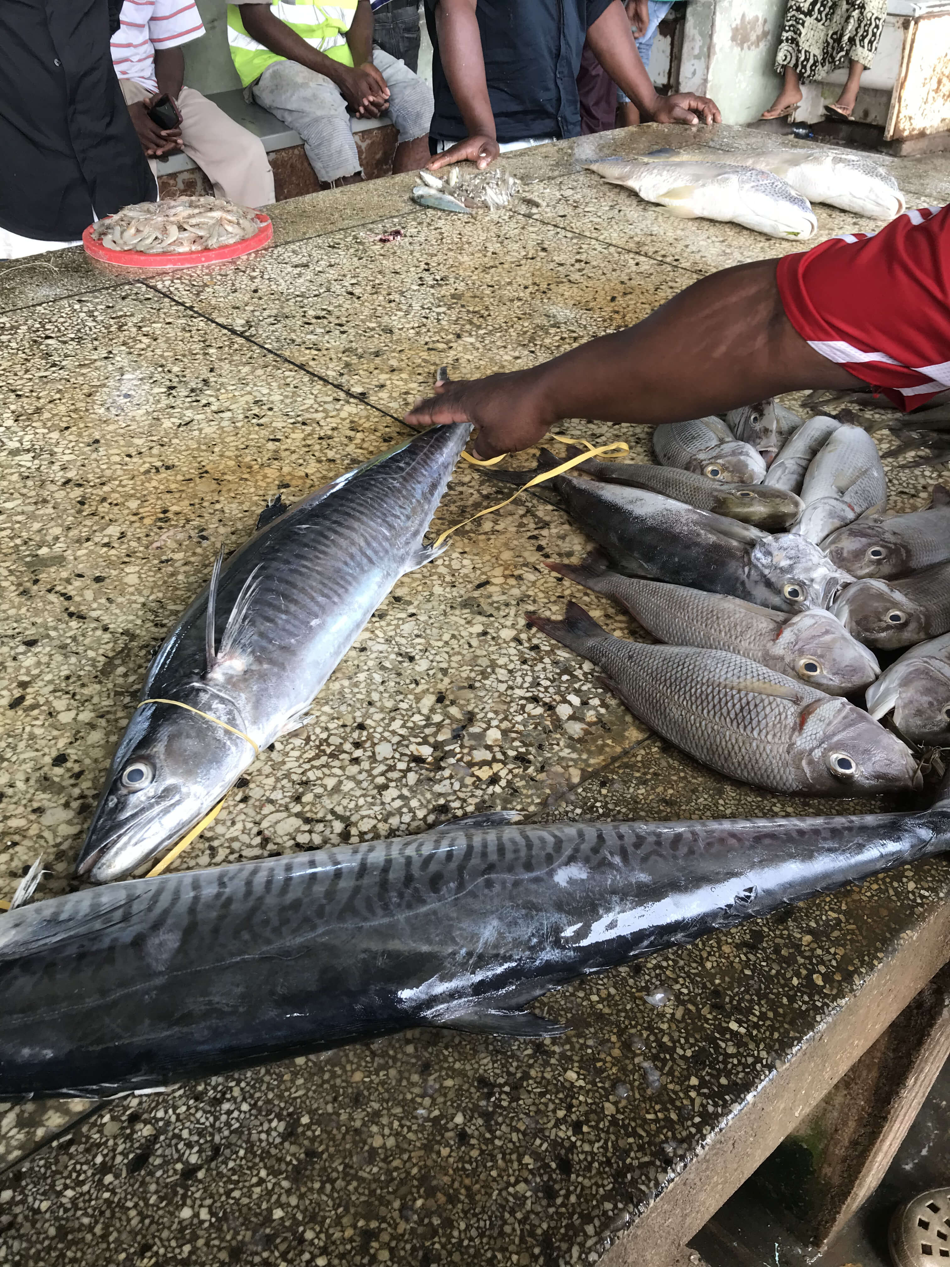 Great big fish presented on a counter