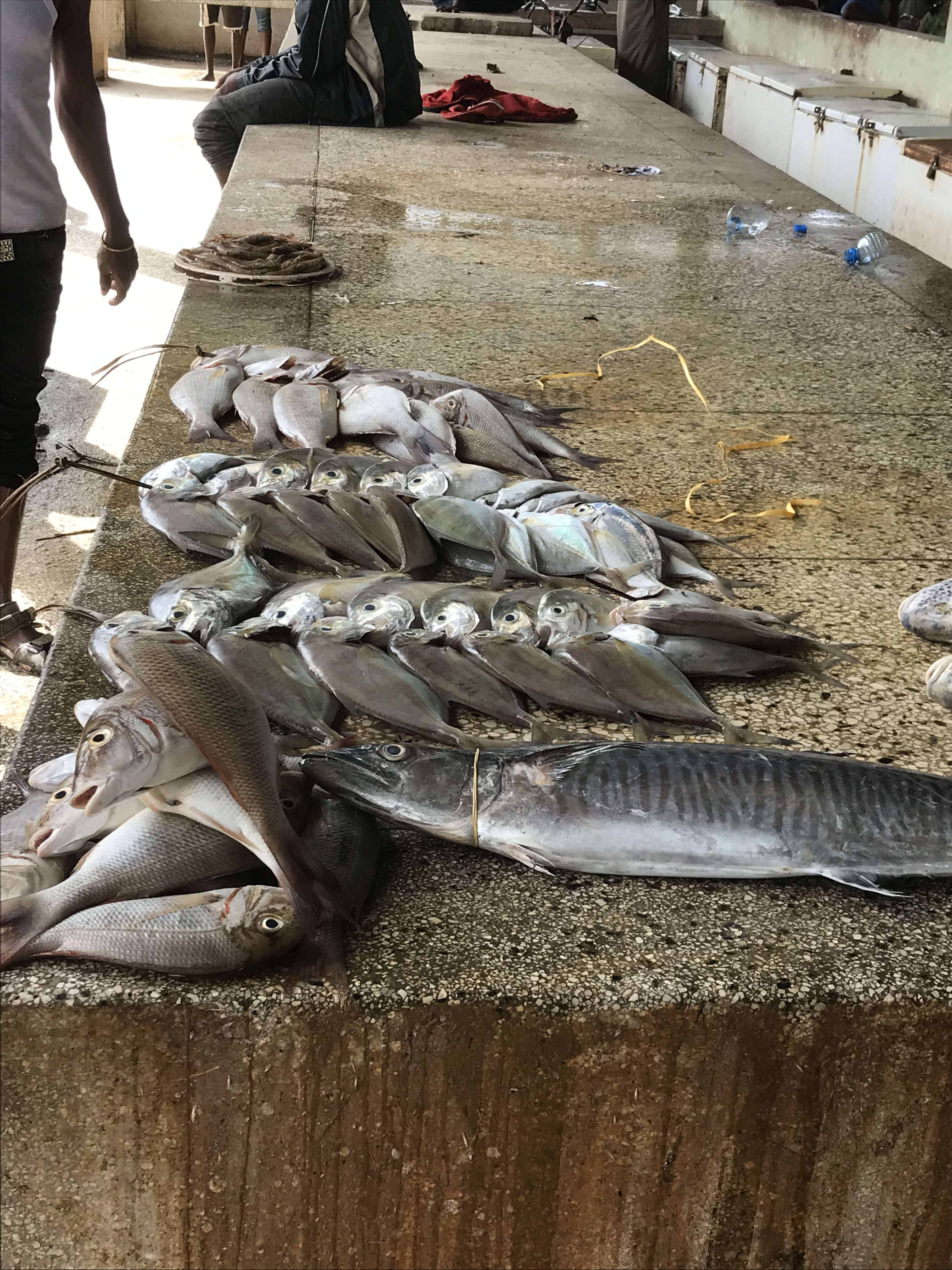 Loads of fish stacked upon each other presented on a counter